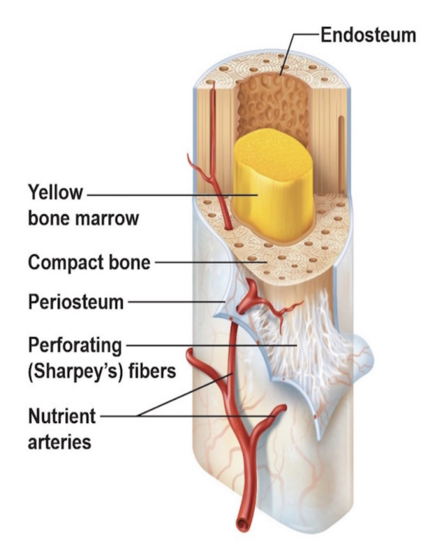 <p>Periosteum</p>