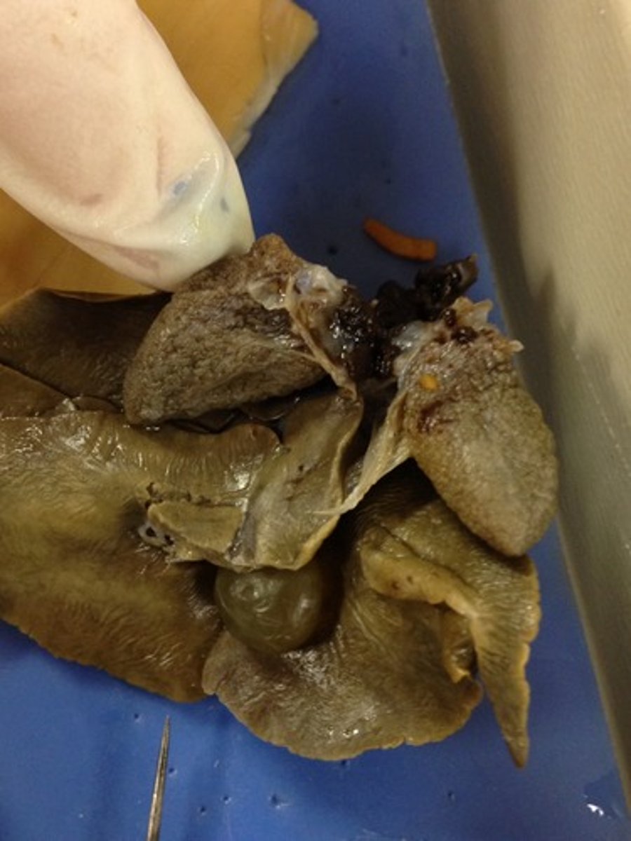 <p>Site of internal respiration—gas exchange between air and blood — Paired sac‑like organs in pleuroperitoneal cavity</p>