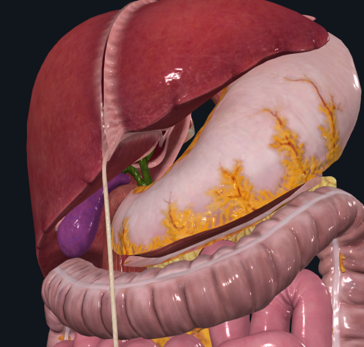 <p>What is highlighted in purple</p>