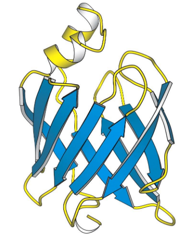 <p>Connecting β−strands through loops and turns into a channel</p>