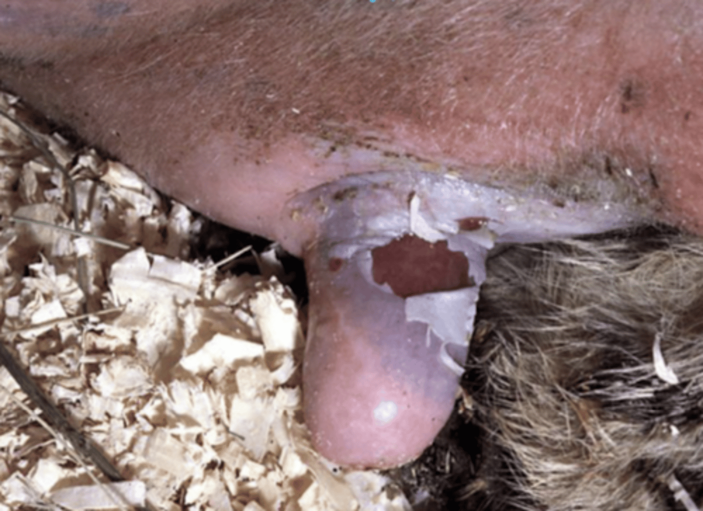 <p>which species caused this?</p>