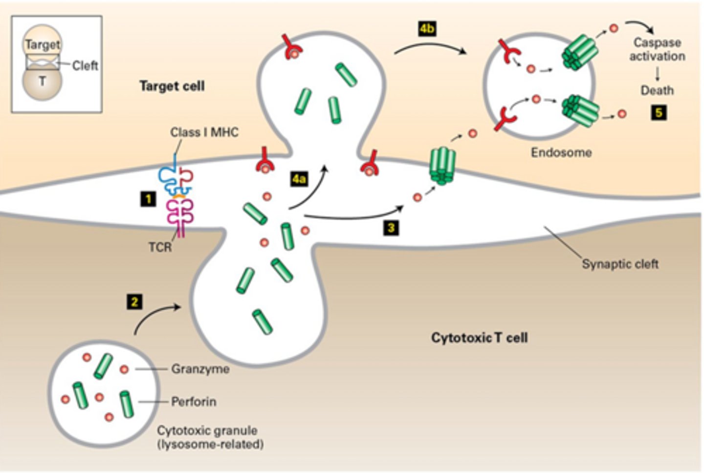 <p>Granzyme comes in via receptor mediated endocytosis after binding mannose 6-phosphate (M6P) receptor on target cell surface; Perforin allows Granzyme B to get out of vesicles</p>
