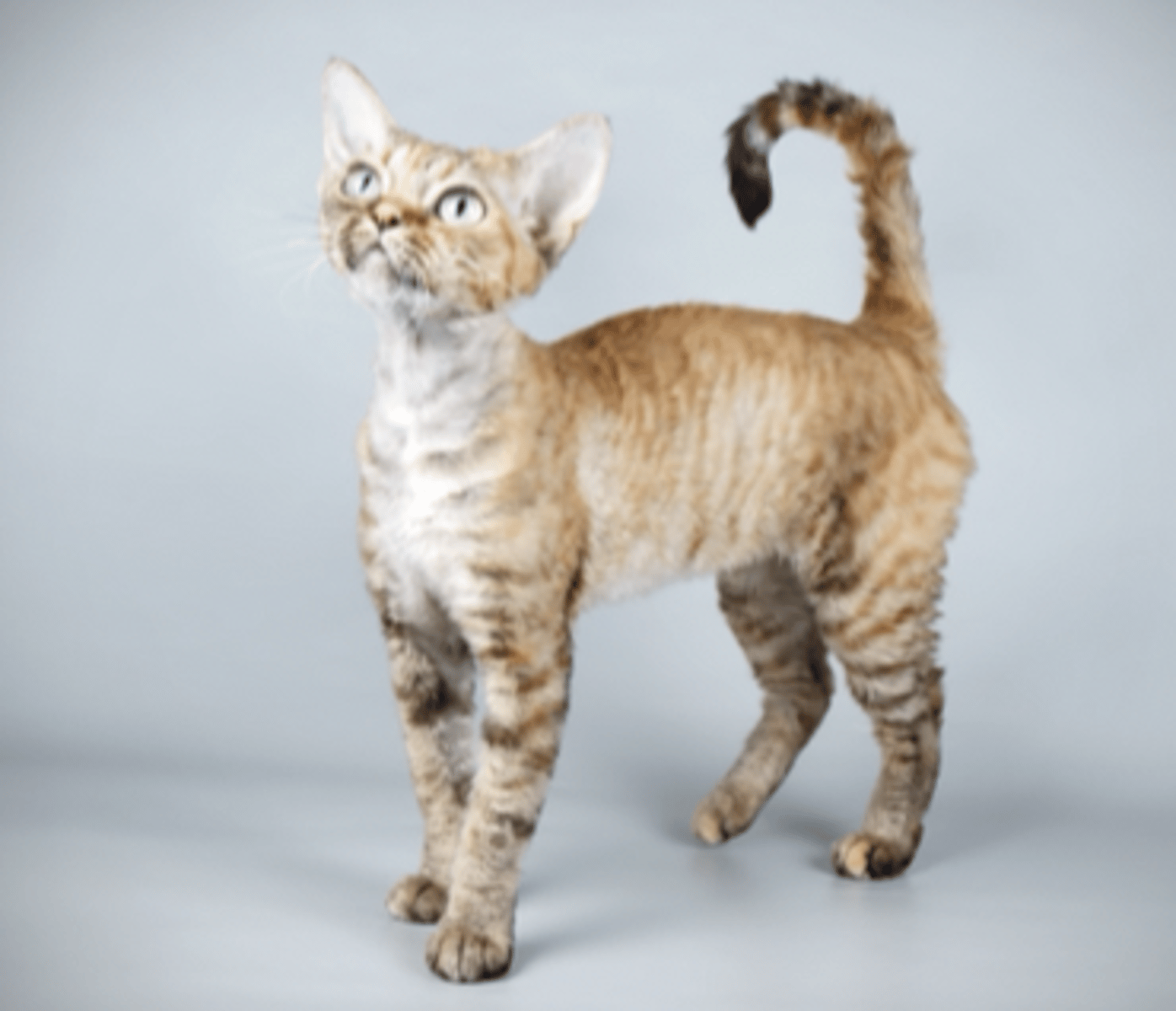 <p>dense curly coat, diamond head, huge ears</p>