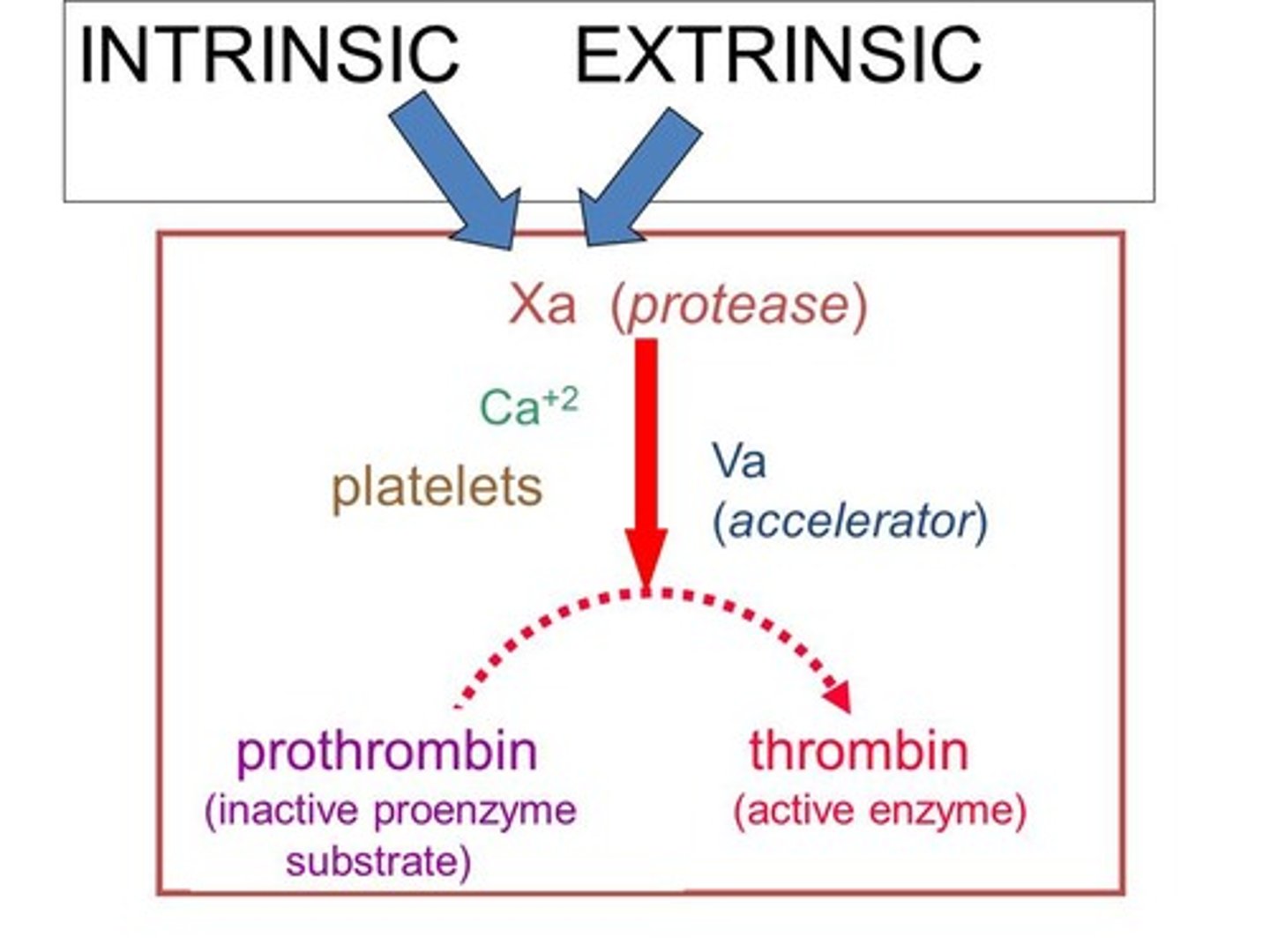 <p>enzyme that converts fibrinogen to fibrin during coagulation</p>