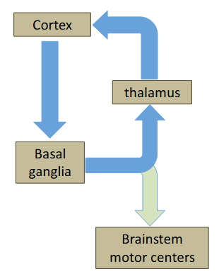 <p>The basal ganglia forms a loop with the thalamus and cerebral</p><p>cortex. Basal ganglia output also projects to the brainstem</p>
