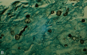 <p>Which sp is this? What type of specimen is this? What temperature is it at?</p>