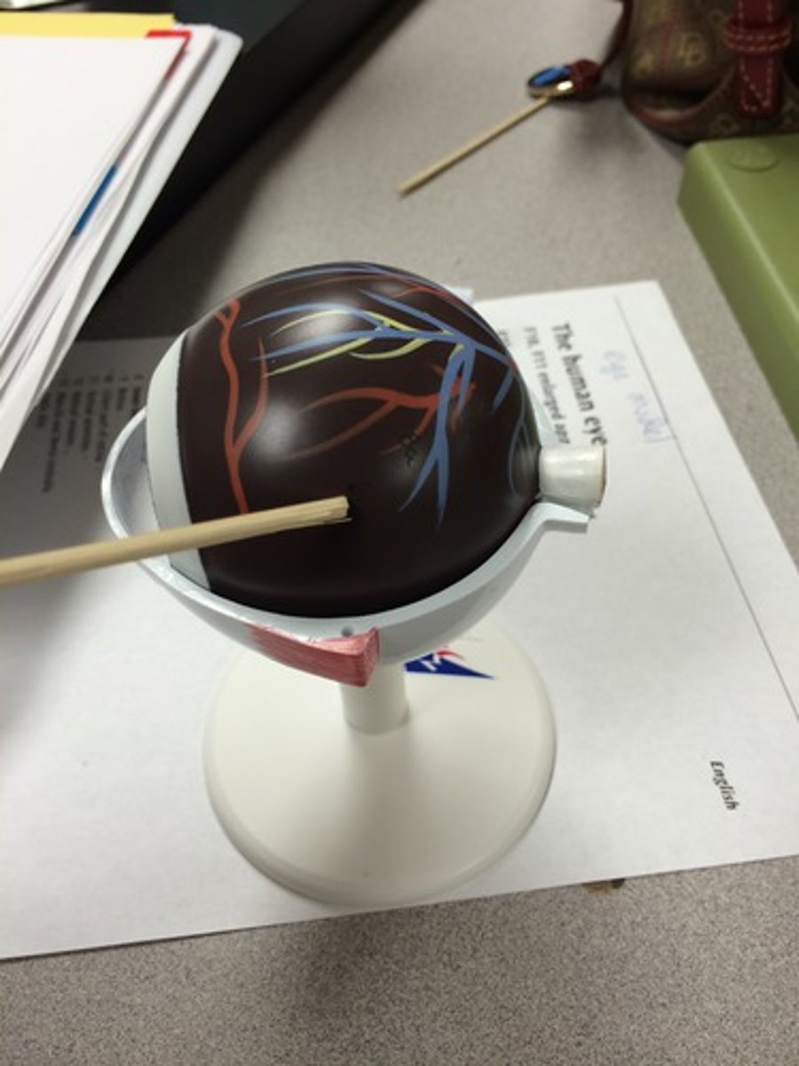 knowt flashcard image