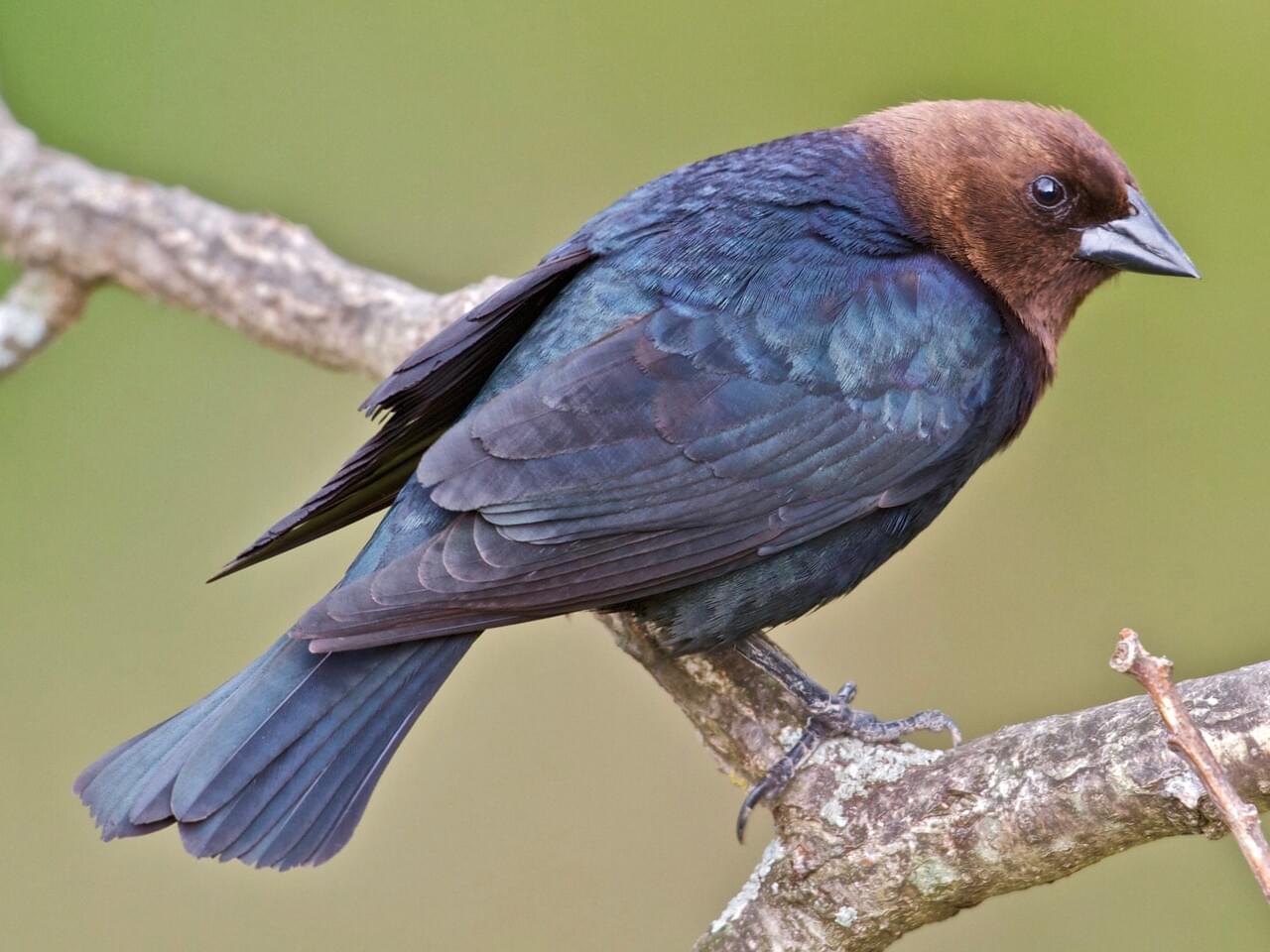 <p>Male black with chocolate head; female plain brown; brood parasite of other birds.</p>