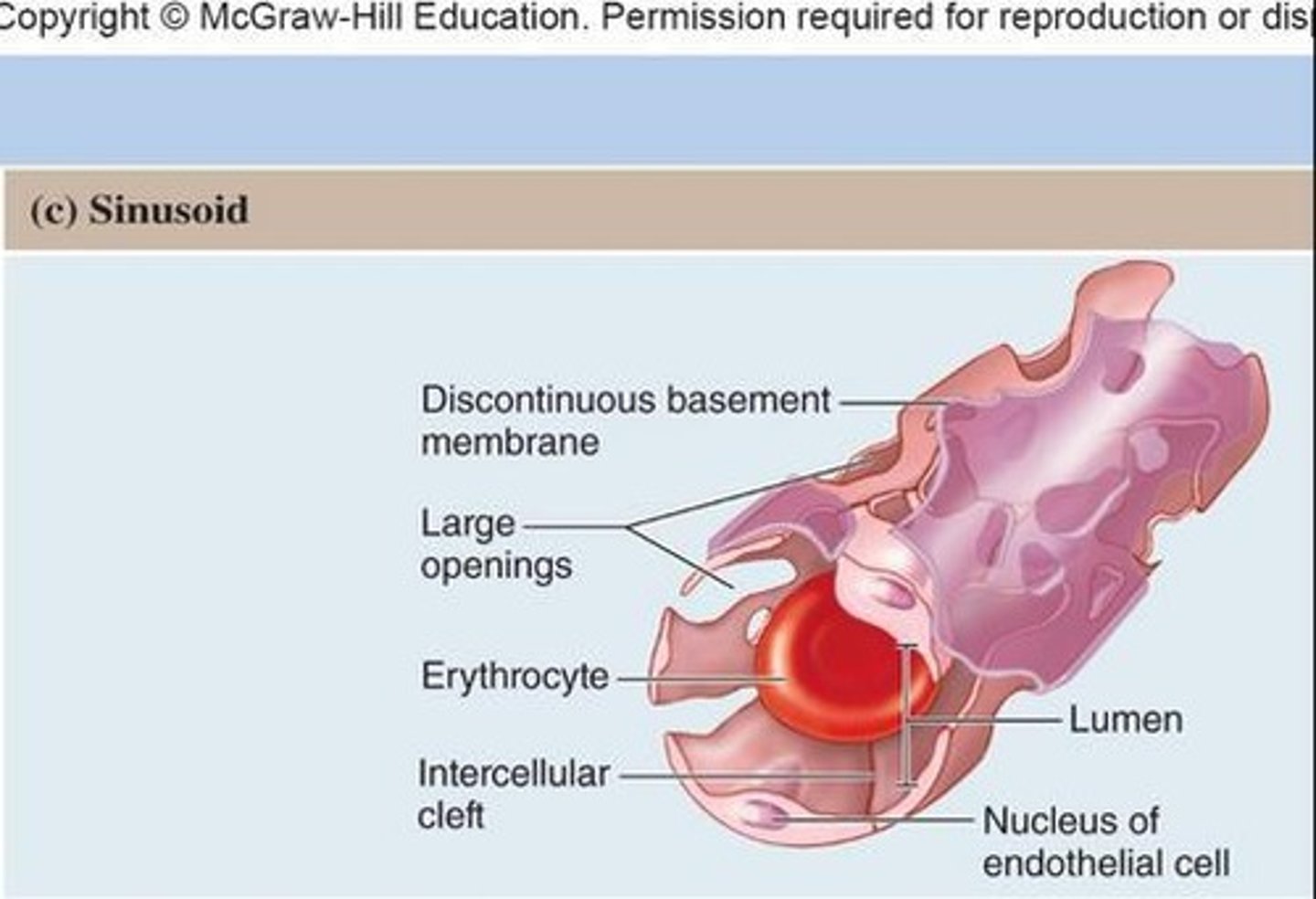 <p>Most permeable type; incomplete lining with gaps for blood cells and large substances to pass through.</p>