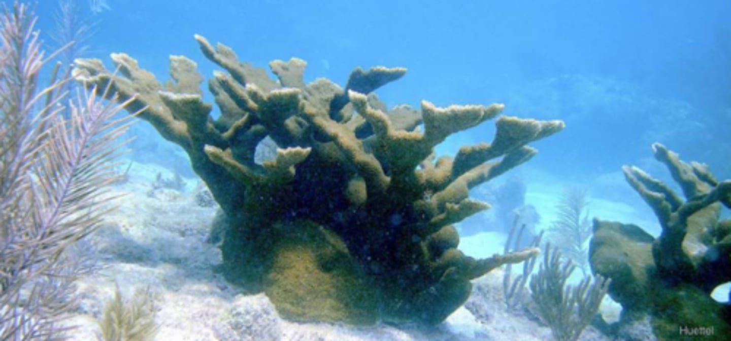 <p>Elkhorn coral</p>