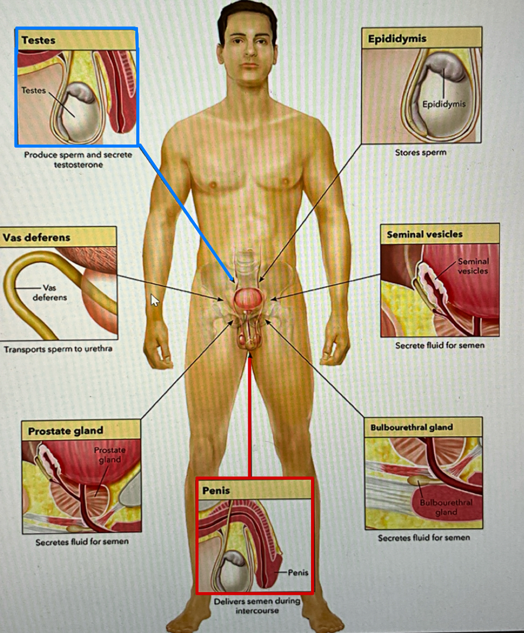 <p>the organ of male reproduction responsible for sexual intercourse and the transfer of sperm</p>