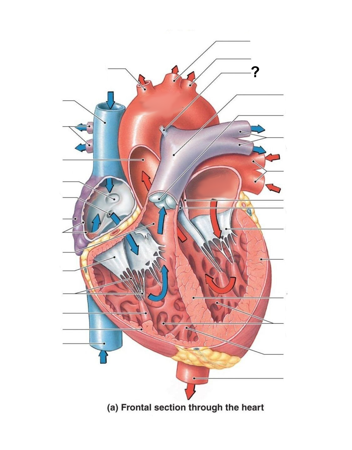 <p>Identify the labeled structure</p>