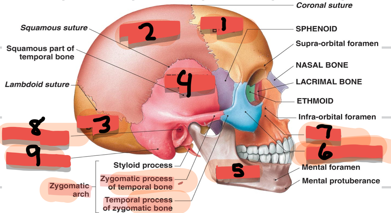 <p>Identify 5,7,8,9</p>