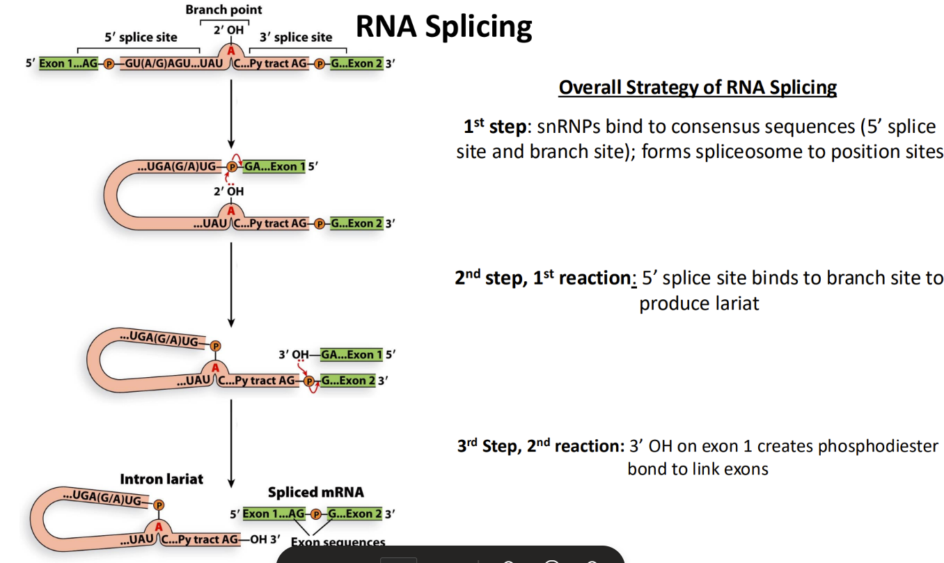 <p>What is the RNA splicing process?</p>