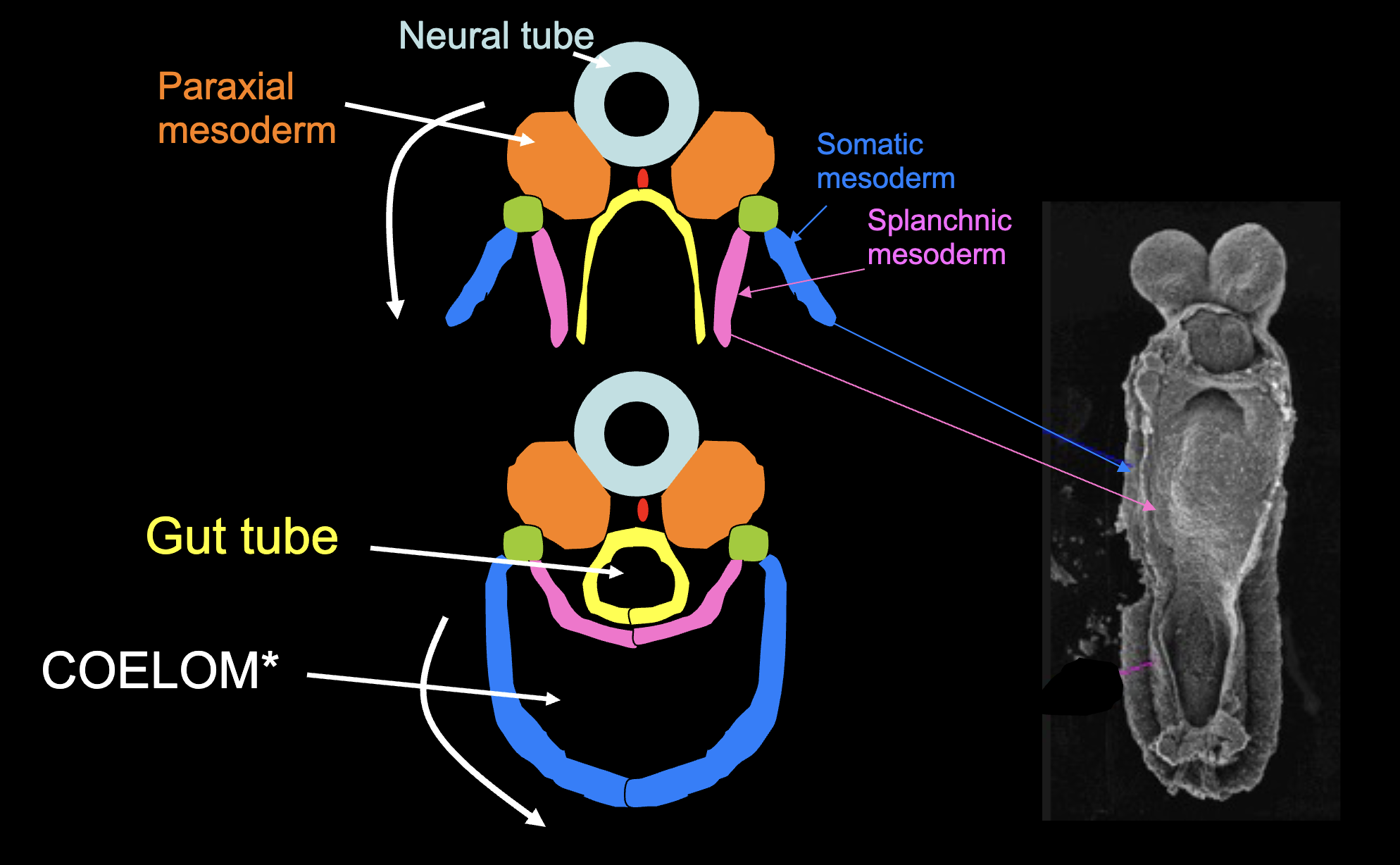 <p>When the splanchnic and the somatic mesoderm on either side fold over and meet at the midline. This causes the endoderm layer to fold into the gut tube, and the remaining space to become the coelom (body cavity).</p>