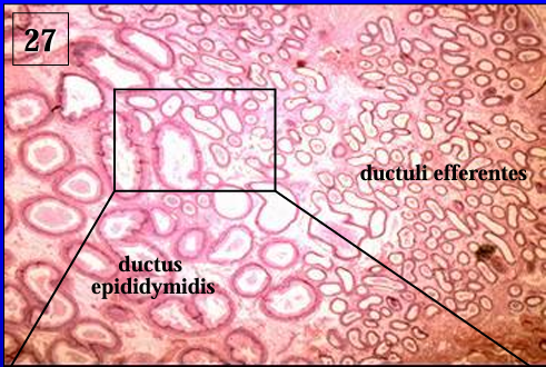 <p>Equine epididymis. </p><p>The section was taken through the head of the epididymis and shows the efferent ducts and the duct of the epididymis.</p>