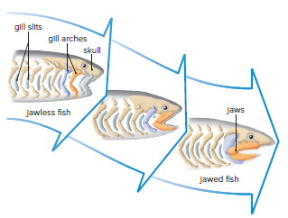 Evolution of jaws.