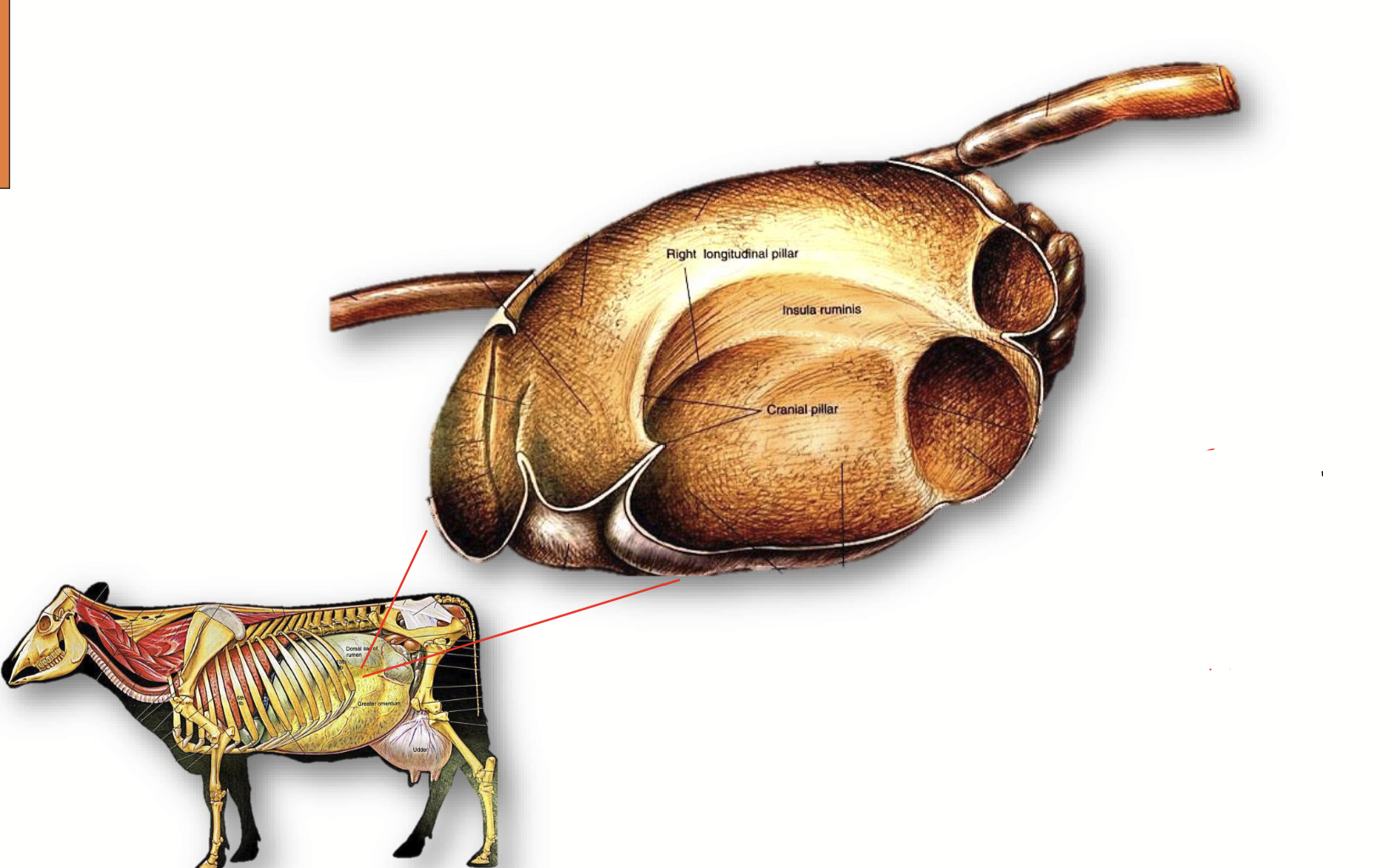 <p>Is one of the four stomach chambers in ruminants. <strong>Placed on the <u>left side</u> of the <u>thoracic cavity</u> of the animal.</strong></p><p>A large fermentation vat; can be palpated on the left-hand side of the animal.</p><p>It houses bacteria, protozoa, and fungi and aids the animal by digesting feedstuffs that animal enzymes cannot.</p><p>Also helps synthesize essential nutrients (B vitamins, proteins via microbial activity).</p>