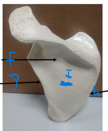 <p>What is I? on the scapula of the pectoral girdle</p>