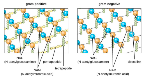 <p>2 glycan chains:</p><ul><li><p>N-acetyl glucosamine (NAG)</p></li><li><p>N-acetyl muramic acid (NAM)</p></li></ul>