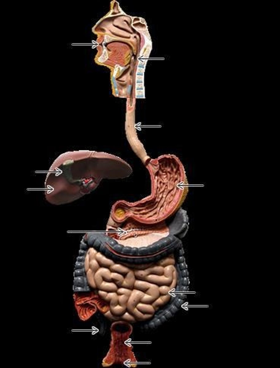 <p>Glands secreting saliva for digestion in the mouth.</p>