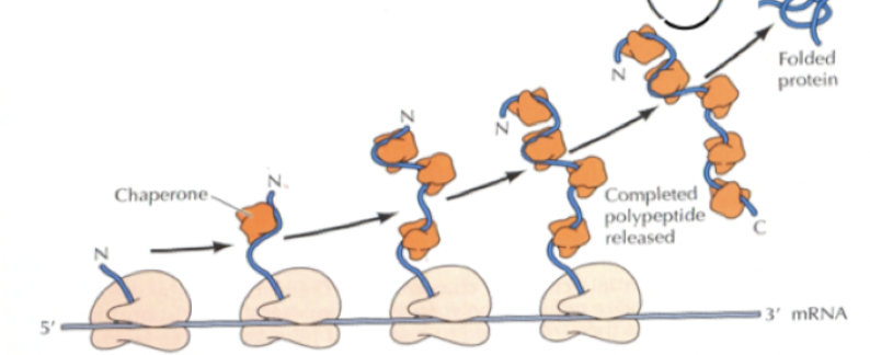 <p>Det är ett protein som låser sig kring hydrofoba sekvenser och är aktivt vid translation samt transport för att stabilisera och skydda proteinet. De är ATP-beroende.</p>