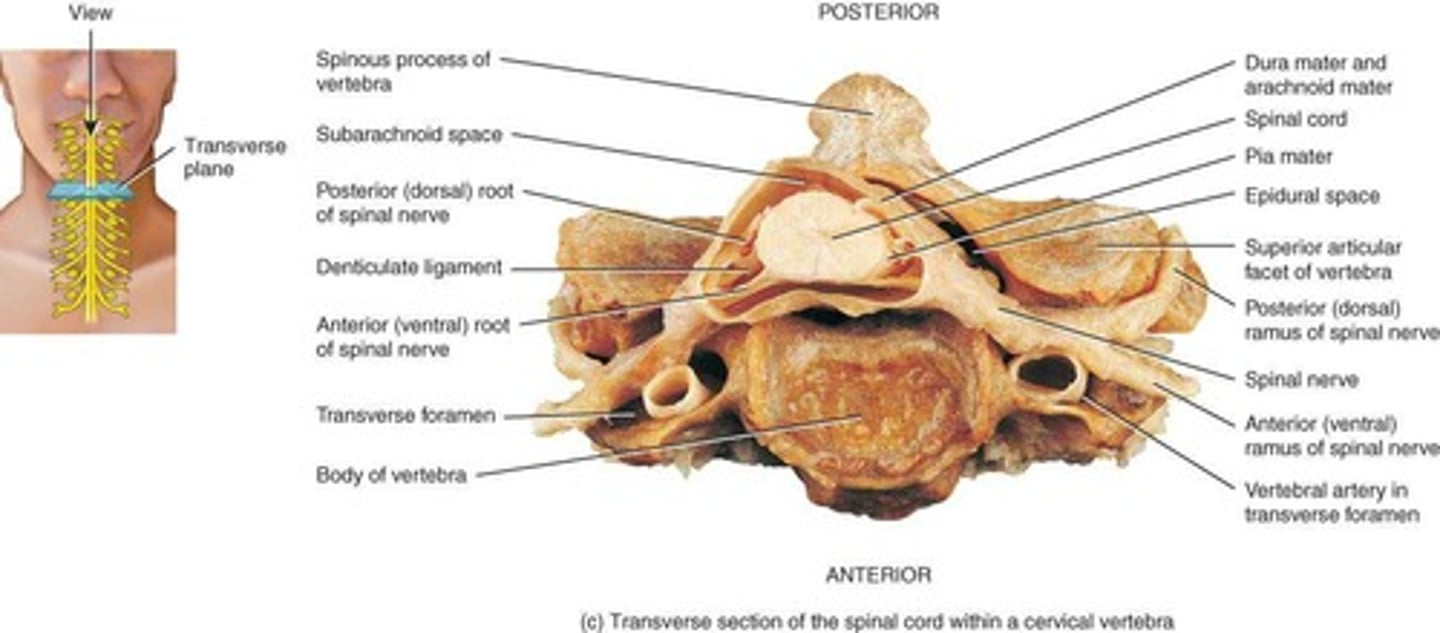 <p>Vertebral column, meninges, cerebrospinal fluid, and vertebral ligaments.</p>