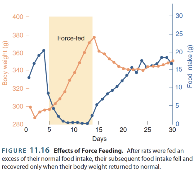 <p>→ method to makes a healthy animal control its food intake + manages its long-term fat storage (i.e., the ability to last between meals)</p><ul><li><p>Animal is force-fed to surpass its normal weight and reduce its hunger cravings</p></li></ul><p></p>
