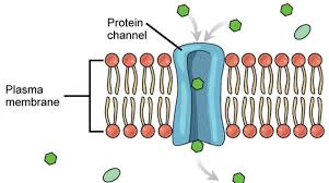 <ol><li><p><span>(sometimes called “pores”): Different channel proteins allow different ions to enter the cell depending on their size and charge.</span></p></li><li><p><span>Provide water-filled passages through which small dissolved particles, such as ions, can diffuse with the concentration gradient</span></p></li></ol>
