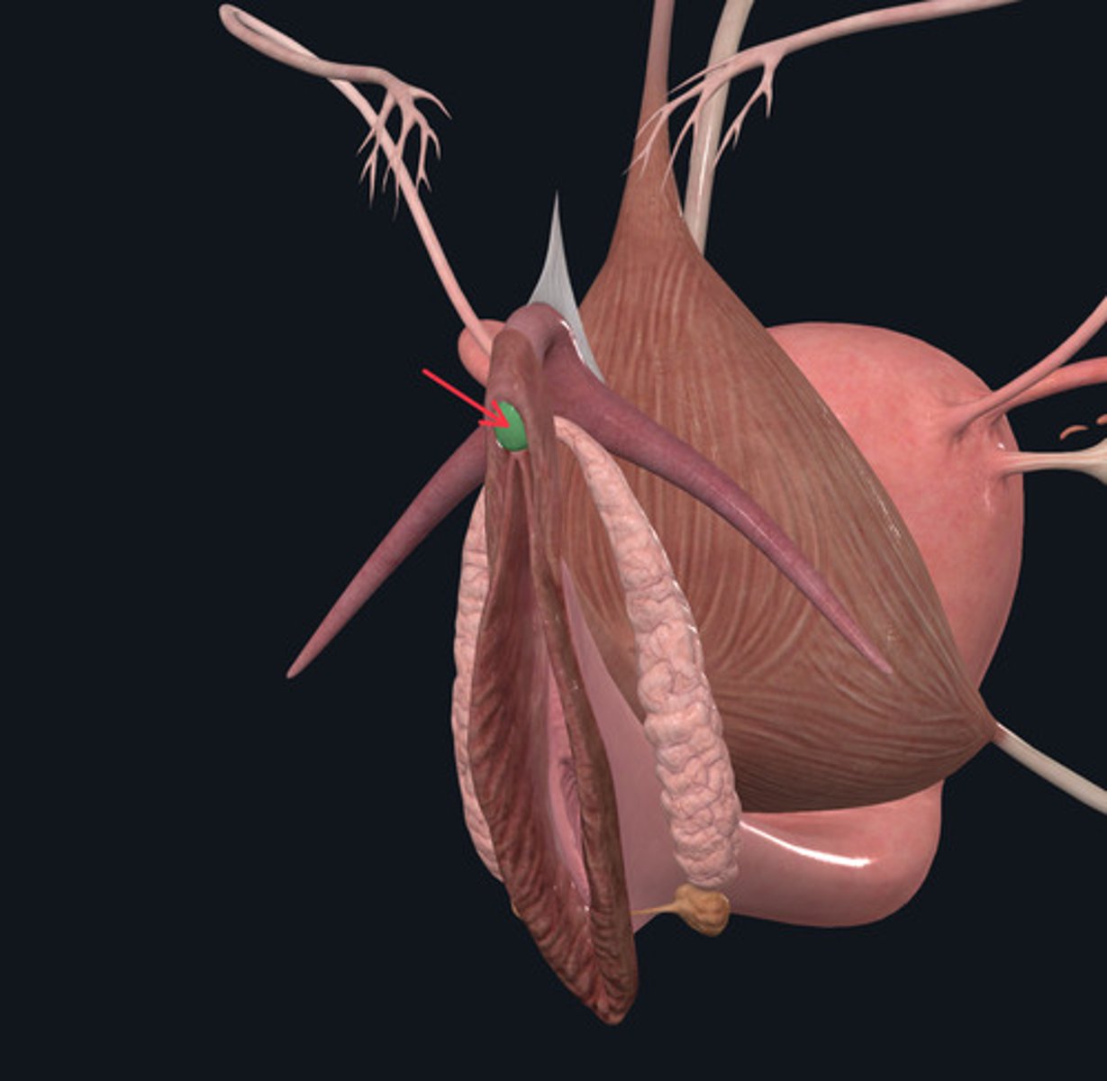 <p>ID Structure Highlighted Green Marked with the Red Arrow</p>