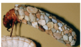 <p>Identify, Name ecology and feeding type</p>