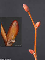 cordate leaf, alternate leaf pattern, asymmetrical at base

tree is shaped like a heart

asymmetrical bud and yellow fall color

issues; suttee mold, aphids, and v-crotches/included bark 