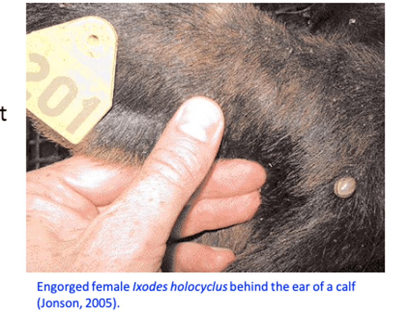 <p>Ixodes holocyclus kills 10.000 calves every year;</p><p>Clinical signs usually occur more than 5 days after ticks’ attachment;</p><p>• Treatment with dog antiserum: 4 out of 7 paralysed calves survived;</p>