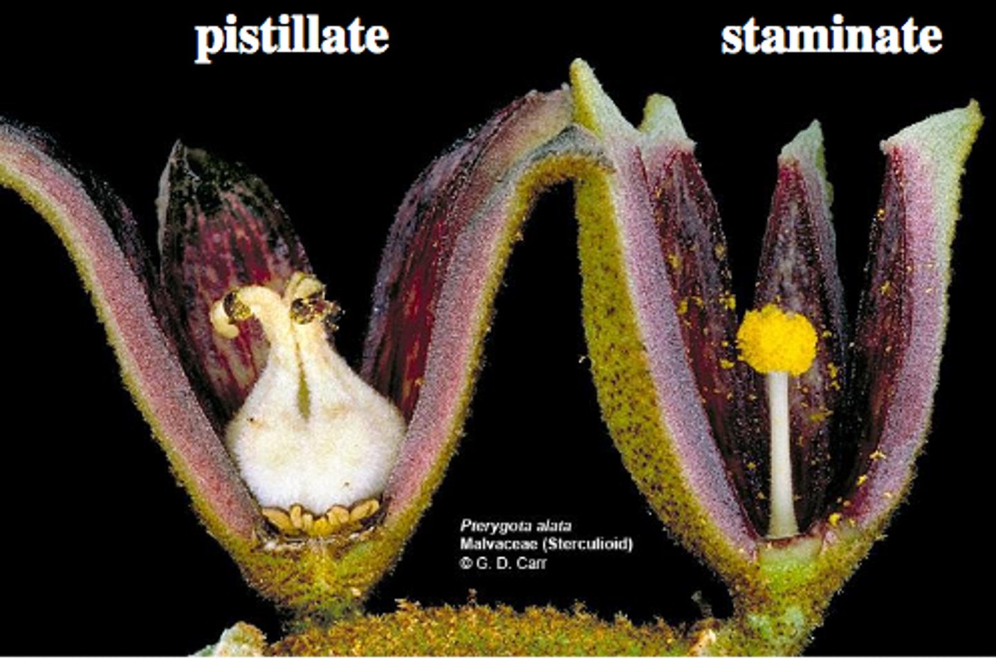 <p>only have pistils, no male parts. ONLY GIRL</p>