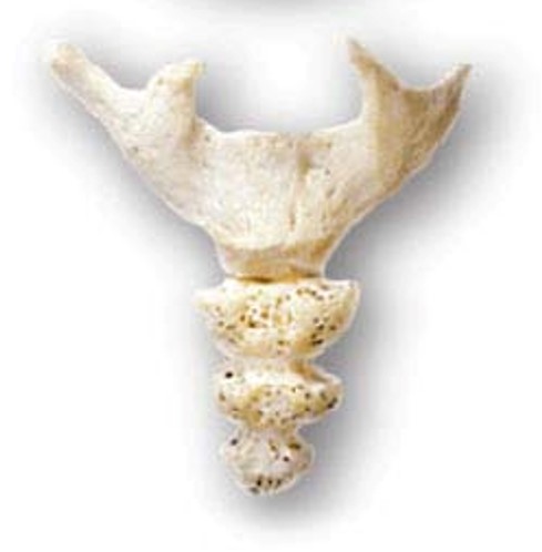 <p>The coccyx is comprised of 3-5 vertebrae that fuse late in adulthood. In the elderly, the sacrum and coccyx may fuse.</p>
