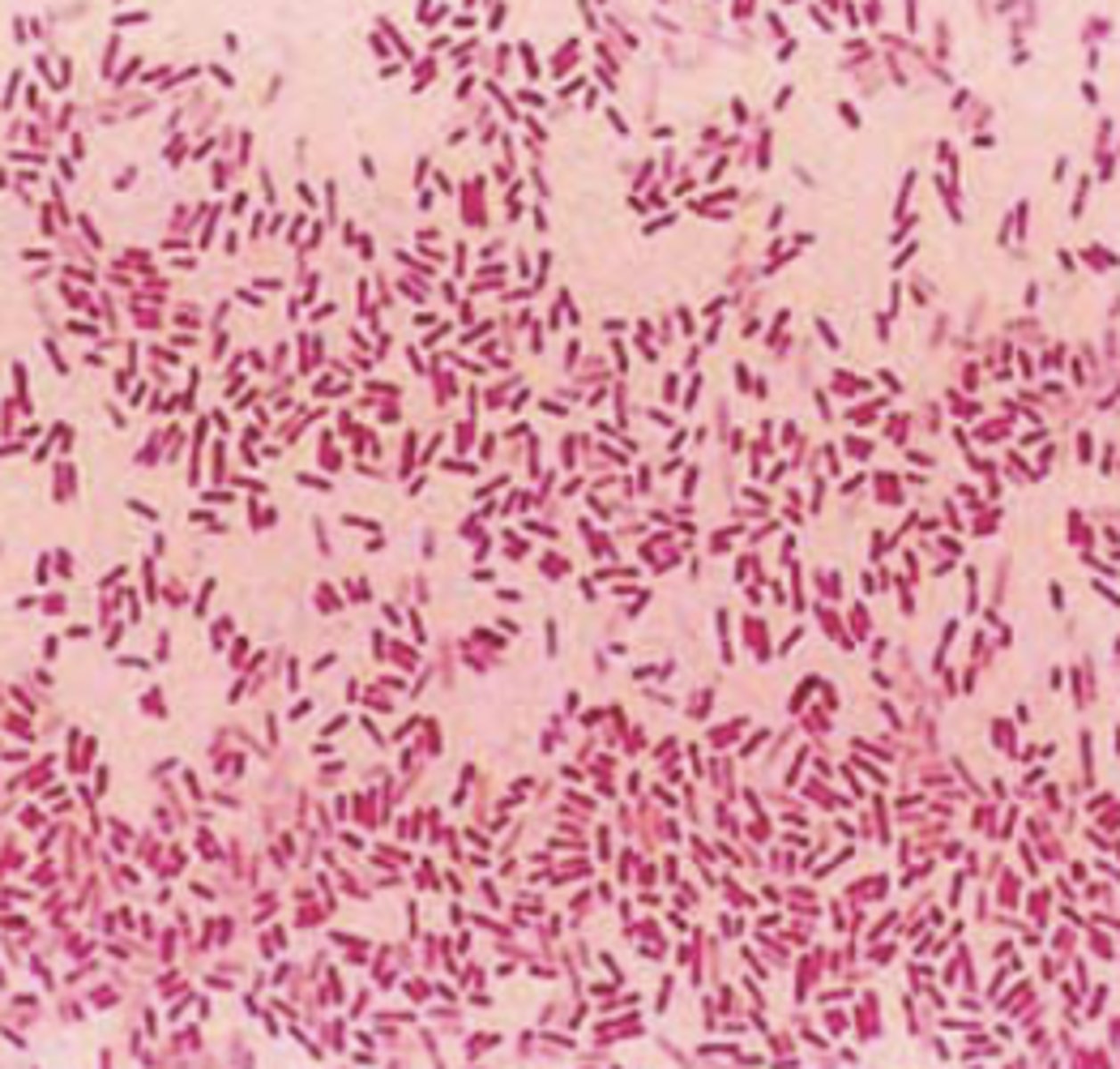 <p>Identify the gram-stain.</p>