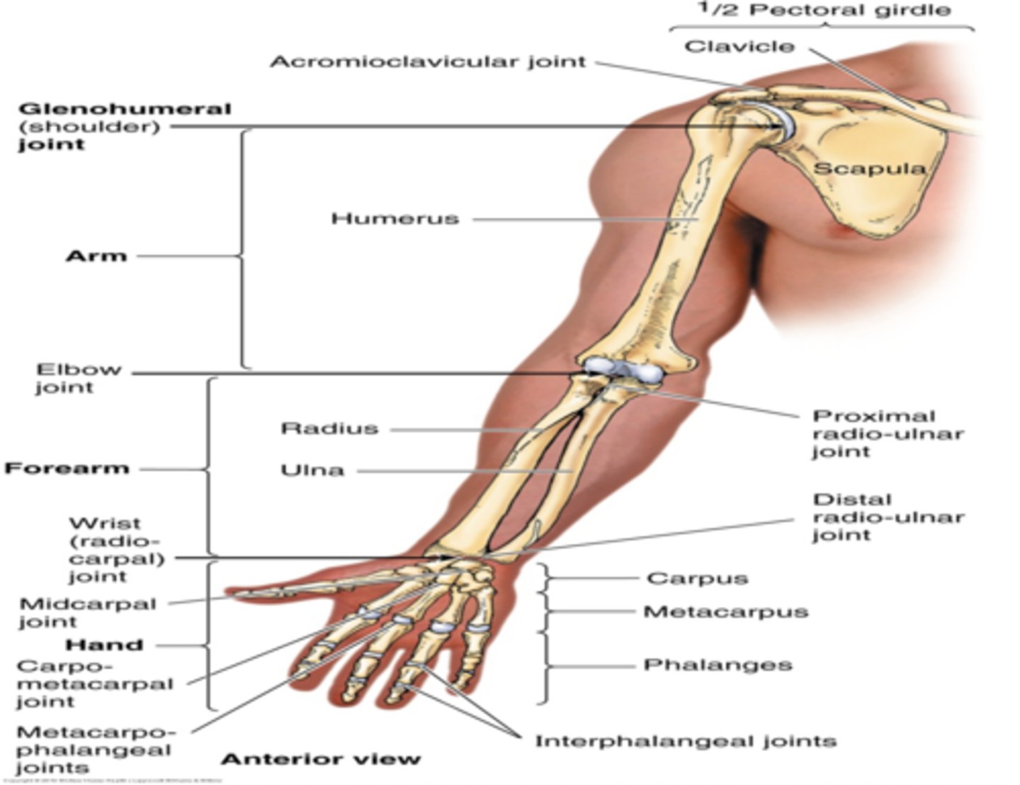 <p>between and connects the shoulder and the elbow</p>