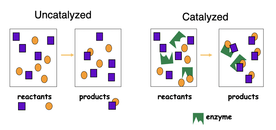 * enzymes can speed up reactions by 10^6 - 10^12 times
* Enzymes increase the rate of a reaction by lowering the energy of activation
* In the uncatalyzed reaction, the reaction can occur, but it occurs at a very slow rate. 
* The catalyzed reaction introduces a protein that can specifically recognize both the proteins. 
* When the enzyme recognizes those two substrates, it brings them close together facilitating the reaction.  
* This is significant when we’re thinking about the lifespan of a cell. If a reaction occurs too slowly, it might be lethal to the cell