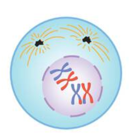 Prophase 1