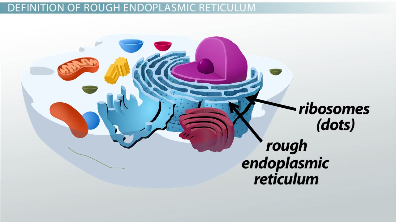 <p>rough endoplasmic reticulum</p>