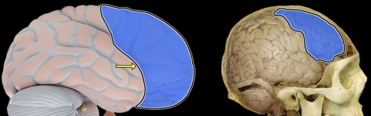 <p>Frontal lobe</p>