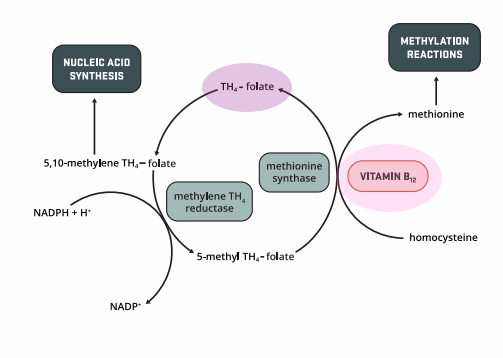 <p>Vitamin B12 Deficiency impacts folate function</p>