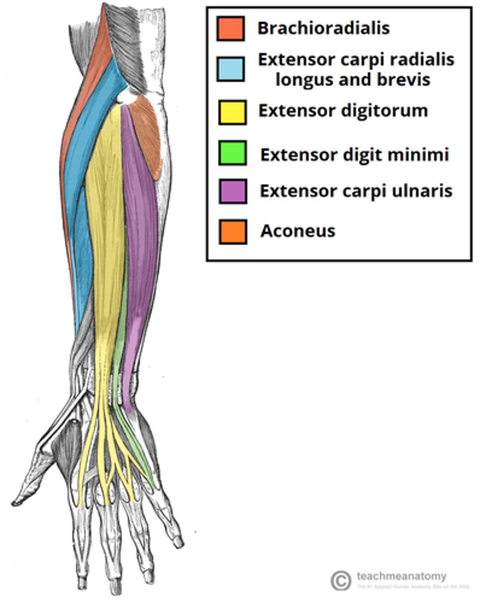 <p>-Brachioradialis</p><p>-Extensor carpi radialis longus (ECRL)</p><p>-Extensor carpi radialis brevis (ECRB)</p><p>-Extensor digitorum</p><p>-Extensor digiti minimi (EDM)</p><p>-Extensor carpi ulnaris (ECU)</p>