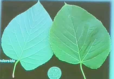 term image