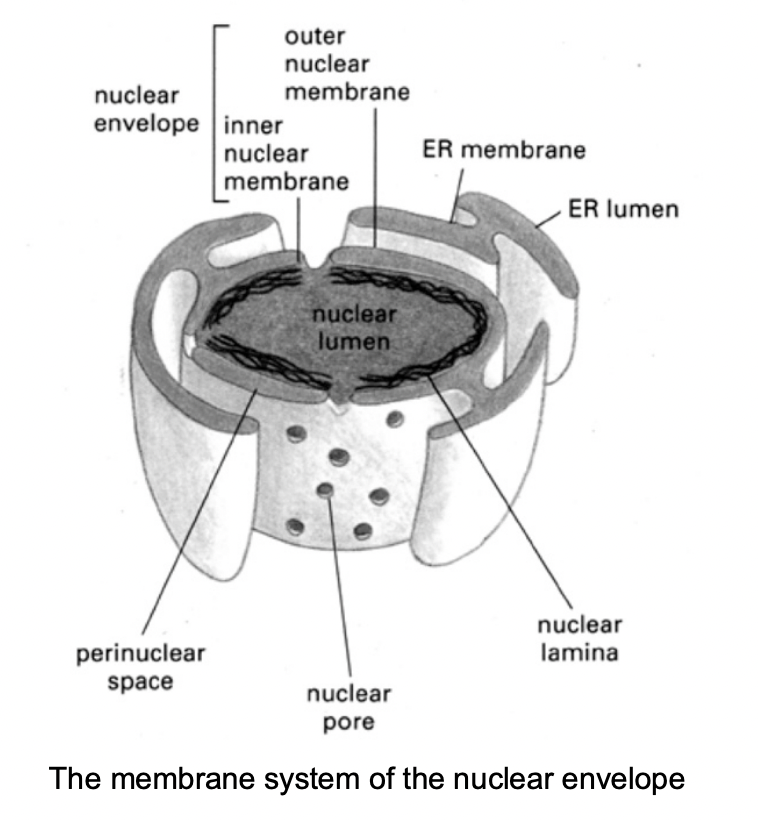 <ol><li><p>continuous with the rough endoplasmic reticulum</p></li><li><p>contains ribosomes</p></li></ol><p></p>