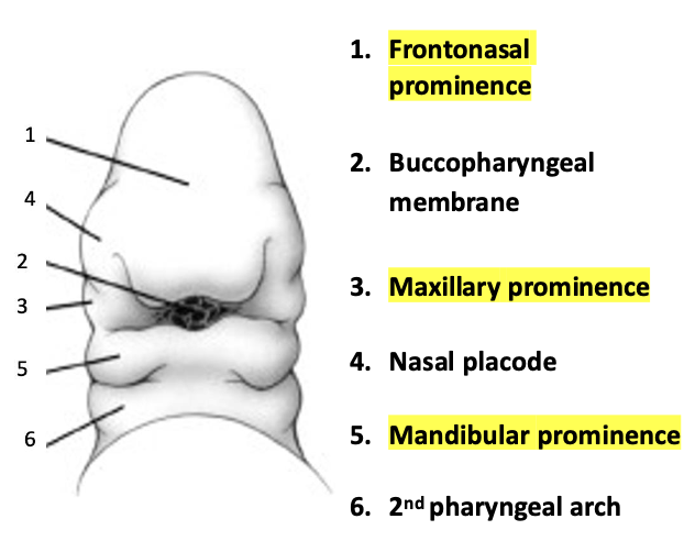 <p>From the neural crest of the ectoderm which gives rise to 5 prominences that develop into the face (fronto-nasal, maxillary and mandibular prominences)</p>