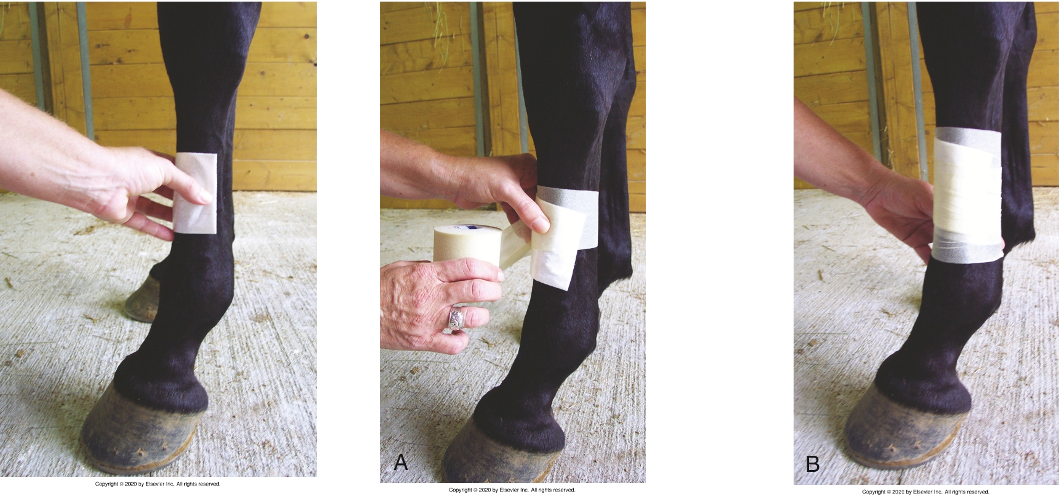 <ul><li><p>Choice of material depends on nature of wound exudate/bleeding expected, sutures present, need for granulation</p></li><li><p>Also need a layer to keep wound dressing in place (elastic materials generally used to hold wound dressing in place)</p></li><li><p>If no wound, then this layer can be eliminated</p></li><li><p>Any bandage for large animals should use no less than<strong> 3 in width (4-6 preferred)</strong></p></li></ul><p></p>