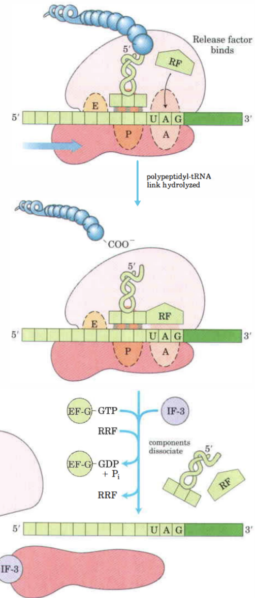 <ol><li><p>När stoppkodnet finns på A-site identifieras den av antingen R1 eller R2 (release factor) beroende på vilket stoppkodon det är.</p></li><li><p>RF’s hydrolyserar den terminerande peptidyl-tRNA-bindingen.</p></li><li><p>RF’s frisätter polypeptiden från P-site samt den oladdade tRNA.</p></li><li><p>RF’s dissocierar 70S ribosomen till 30 &amp; 50S genom att EF-G bundet GTP hydrolyseras.</p></li></ol>