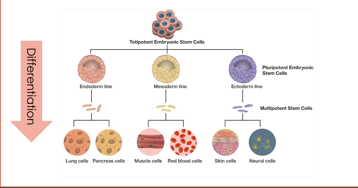 <p>What type of cell will a cell become</p>