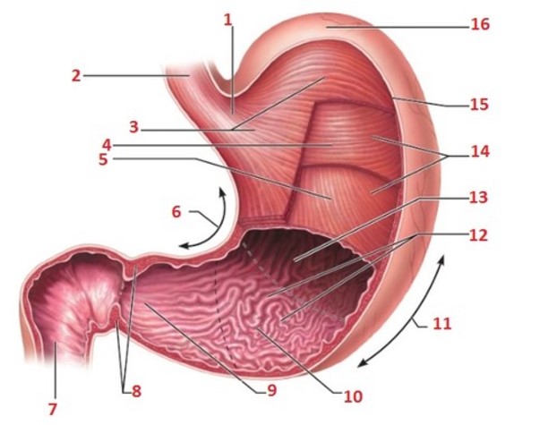<p>What structure is indicated by 8</p>